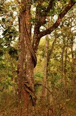 Chitwan National Park Bufferzone trees and vines 2016