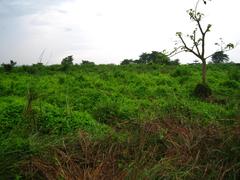 Chitwan National Park in Nepal