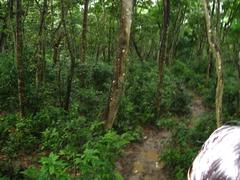 Chitwan National Park landscape in Nepal