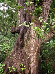 Chitwan National Park in Nepal