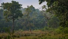 Flock of axis deers in Chitwan National Park