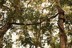 lush forest with trees and vines in Chitwan National Park, Nepal