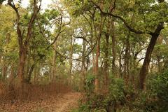 dense forested area with trees and vines at Chitwan National Park in Nepal