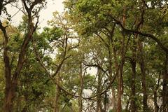 forest landscape in Chitwan National Park with trees and vines