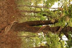 lush green forest with tall trees and vines in Chitwan National Park, Nepal