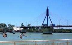 Han River Bridge in Da Nang with doves