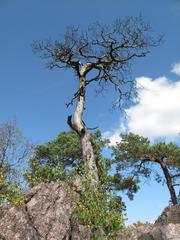 Dead Scots Pine at Babí lom, Czech Republic