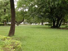 lush green trees in 8-23 Park, Zhonghe