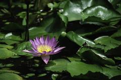 Water lily on a lake in Beitou hot springs, Taipei, Taiwan