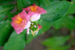 2019 Costus fissiligulatus at Taipei Botanical Garden