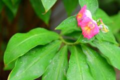 2019 Costus fissiligulatus at Taipei Botanical Garden