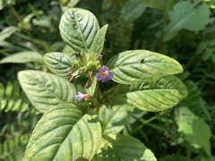 Limnophila rugosa plant at Taipei Botanical Garden