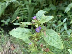 Limnophila rugosa plant in Taipei Botanical Garden