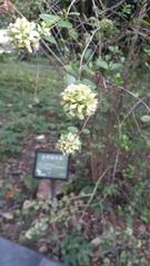 Abelia chinensis at Taipei Botanical Garden