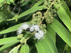 Callicarpa pilosissima in Taipei Botanical Garden