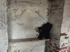 Stuffed cat in a basement at Edgar Allan Poe National Historic Site