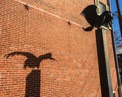 raven statue at Edgar Allan Poe National Historic Site