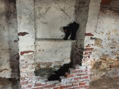 stuffed cat partially walled in basement