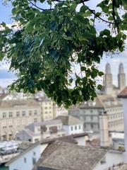 Limmat View from Lindenhof hill in Zurich