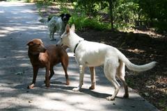 White German Shepherd pup meeting two dogs near an invisible fence perimeter