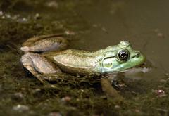 North American bullfrog at North Carolina Botanical Gardens