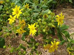 Silphium glutinosum at the North Carolina Botanical Garden