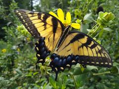 Papilio glaucus butterfly feeding on Silphium glutinosum flower