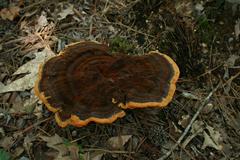 Phaeolus spadiceus mushroom at North Carolina Botanical Garden trail