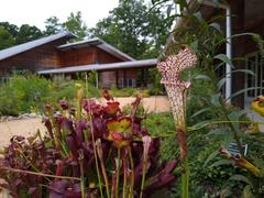 Carnivorous plants at the North Carolina Botanical Garden