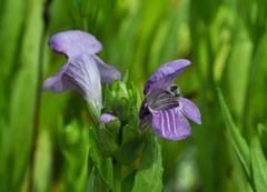 Macbridea caroliniana flower