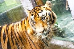 Tiger in Malabon Zoo