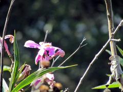 flower on the Inca Trail to Sun Gate at Machu Picchu, Peru