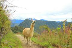 Friendly llama leading the way to Sun Gate at Machu Picchu