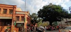 Shenkeng Old Street entrance with a large Beech tree landmark