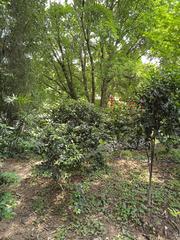 Luhu Park Grassland on a sunny day with lush green landscape