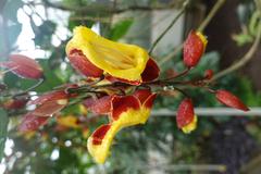 Flower in the Botanical Garden of the University of Prague