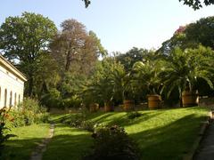 Charles University Botanical Garden palm trees