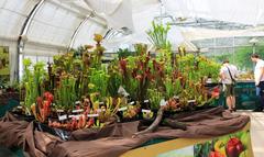 Exhibition of Carnivorous Plants in Prague Botanical Gardens