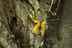 European Wingnut tree in a botanical garden