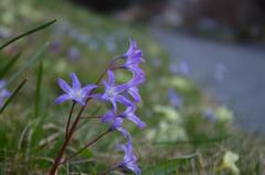 botanical garden in Prague with flowers and greenery