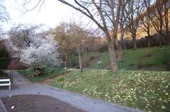 Flowers in Prague Botanical Garden