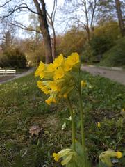 Yellow flower in botanical garden Na Slupi