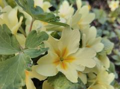 Yellow flower in botanical garden