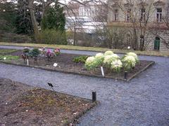 decorative cabbage in Botanical Gardens of Charles University, New Town, Prague