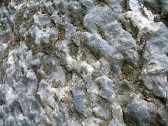 Surface structure of limestone rocks at Branické skály nature monument in Prague