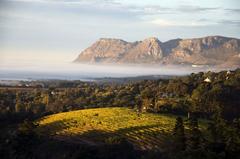 Vineyards and Mountains in Franschoek Winelands, Western Cape Province, South Africa