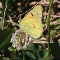 Southern African Clouded Yellow butterfly