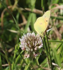 Southern African Clouded Yellow butterfly