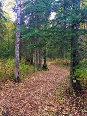 Alaska Botanical Garden in Anchorage