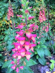 Alaska Botanical Garden in Anchorage